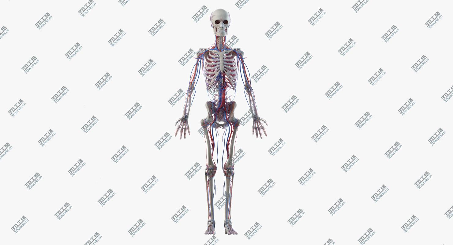 images/goods_img/20210313/3D Obese Female Skin, Skeleton And Vascular System Rigged model/4.jpg